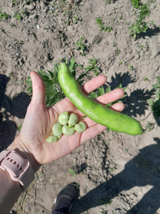Bób młody 500g